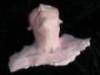 5264in_the_flesh