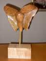 2620Butterfly_1.JPG