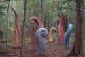 2654Fiddleheads1.jpg