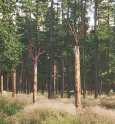 53ws_inst_treeflames_detail.jpg
