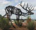 999Elk-web.jpg