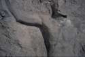 545smittyoutstretched.jpg