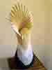 Anemone-web-forum.jpg
